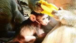 Adorable baby monkey got milk from his mom so cute