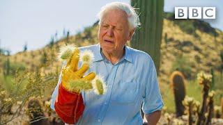 David Attenborough encounters the most DANGEROUS plant in the desert  The Green Planet BBC