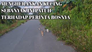 MENGHERANKAN KUCING SEBANYAK INI BISA DIJINAKKAN SEORANG PETANI