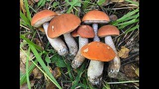 ГРИБЫ ЕСТЬ ЗМЕЙ ПОЛНО За грибами в Подмосковье в сентябре 2019 Грибы 2019