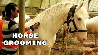 HORSE GROOMING  REHAN STUD FARM