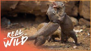 Army Of Tiny Mongoose Fight To Survive Against Apex Predators  Bandits Of Selous  Real Wild