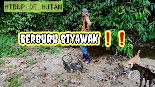 ALHAMDULILLAH HAMA BIYAWAK DAPAT LAGI 5 EKOR  DI HUTAN PINGGIR SUNGAI