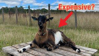 How Much Does It Cost To Keep Pygmy Goats?