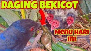 BARU KALI INI DAGING BEKICOT YG KERAS BISA DITELAN DENGAN MUDAH OLEH ANAK BURUNG BUTBUT