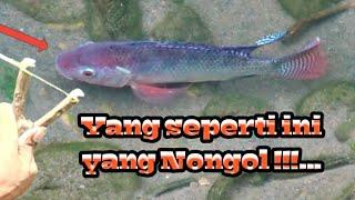 Ngeri ‼️Ternyata Jam Segini Ikanya Keluar Sarang Semua.. Ketapel Ikan  Slingshot Fishing