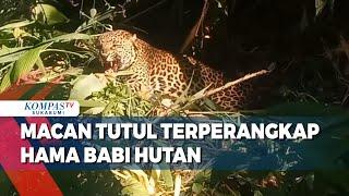 Evakuasi Macan Tutul Terperangkap Hama Babi Hutan