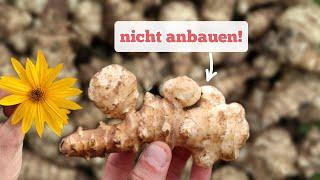 die unangenehme Wahrheit über Topinambur im Permakultur-Garten.