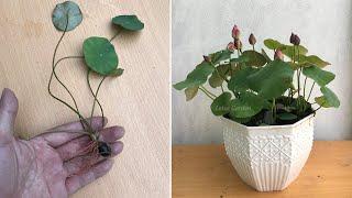 How to grow lotus from seed for beginners fast and easy