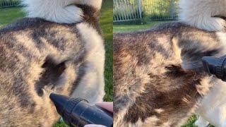 Owner Hoovers Dogs Fur During Shedding Season