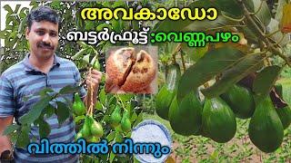 how to grow avocado from seedavocado plant malayalam @Sunilagri
