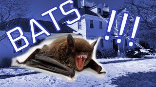 Bats In Homes