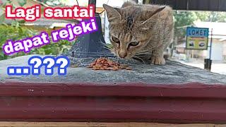 Memberi Makan Kucing Jalanan yang Lagi Santai Di Atas Pagar Rumah