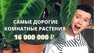 ТОП 5 Самых Дорогих Комнатных Растений » За Что?