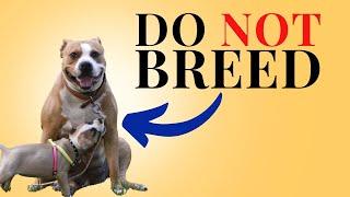5 Reasons Why I WOULD NOT Breed My Staffy