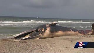 What killed giant fin whale found washed up on beach?