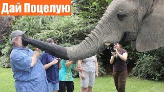 Слоны целуют людей  Подборка смешных моментов