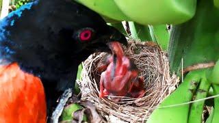Falcon Red Crow Snake Cuckoo Coucal Attacking baby birds  Baby bird getting eaten  Nest watch