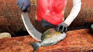 SKILL FULL  RABBIT FISH  ජෙට්ටා - JETTA