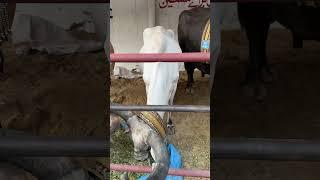 Itni si gaaye k itny barrey seengh#trending #viral #bakraeid #cow #cowlover #shorts #shortsfeed