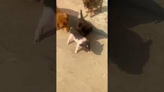 A group of dogs try to make friends with piglets it’s cute and funny  