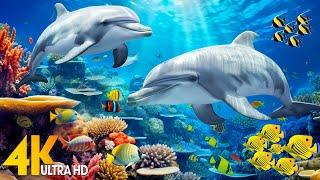 Ocean 4K - Sea Animals for Relaxation Beautiful Coral Reef Fish in Aquarium 4K Video Ultra HD #157