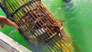 Amazing Fishing  Easy way to trap fish  Fish trap homemade