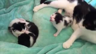 The Black And White Cat Family  The Worlds Cutest Cat Family