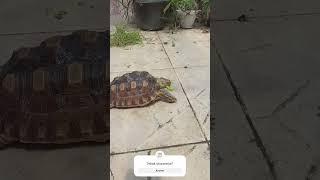 nyam nyam.... #shorts  #tortoise #viral