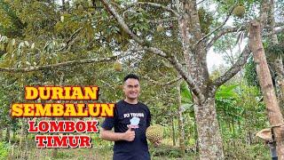 HUNTING DURIAN SEMBALUN - LOMBOK TIMUR