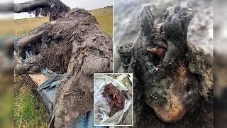 3500 year old bear found in Siberian permafrost