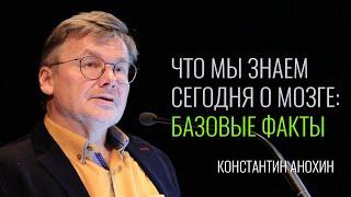 Что мы знаем сегодня о мозге базовые факты. Константин Анохин