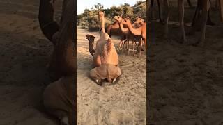 camel #shorts #ytshorts