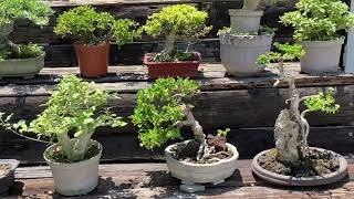 Small bonsai collection #bonsai #mame