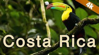 Costa Rica - A Wildlife Paradise in 4k