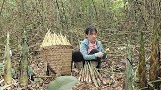 Harvest bamboo shoots in the mountains to sell at the marketbuy more chicks to raise