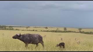 HYENAS ATTACKING AND EATING A NEWBORN BUFFALO CALF  WILD EXTRACTS