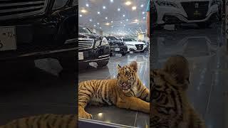 Beautiful Bengal Tiger Cub in my Showroom  Nouman Hassan 