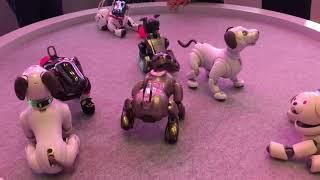 Mini Aibo Meet At Sony Square NYC