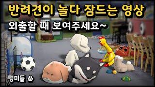 #멍마들  12시간 재생 반려견이 놀다 잠드는 영상  장시간 외출 시 보여주세요 - A video of a dog falling asleep while playing