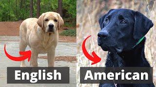 American Labrador vs English Labrador Which one is best for you?