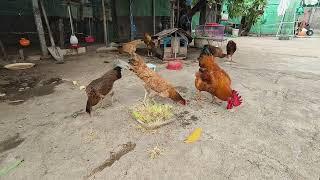 Chicken eat sprouted rice