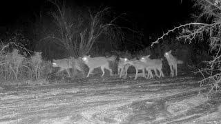 Coyote pack of 6 hootin’ and hollerin’ in camera view