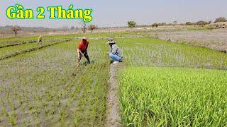 Linh Philip  Tỷ Lệ Thành Công Lúa Vào Mùa Khô Trong Việt Phi Farm Chỉ Đạt 50 % So Với Thực Tế 