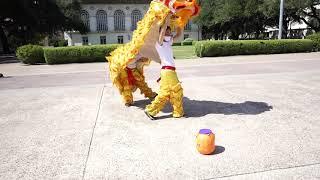 Longhorn Halloween Texas Dragon Lion Dance