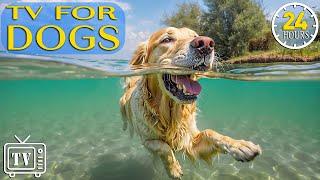 Ultimate Stress Relief for Dogs 24 Hours of DOG TV - Boredom Busting Videos for Dogs with Dog Music