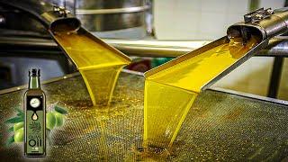 Olive Oil Making Process  Modern Olive Harvesting Technology  How Olive Oil Is Made