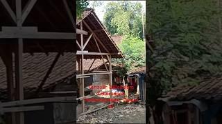 Kampung Banyak Janda Montok Di Desa Terpencil ini  #pedesaanjamandulu