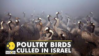 Poultry birds culled in order to stop avian flu spread in Israel  Bird Flu  Latest English News