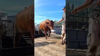 Menurunkan Sapi Limousin Jumbo diPasar Sapi #shorts #sapijumbo #cowvideos